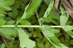 Wild parsnip